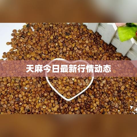 天麻最新行情更新