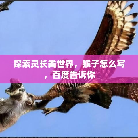 探索灵长类世界，猴子怎么写，百度告诉你