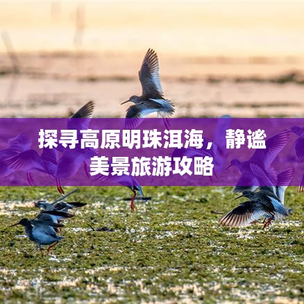 探寻高原明珠洱海，静谧美景旅游攻略