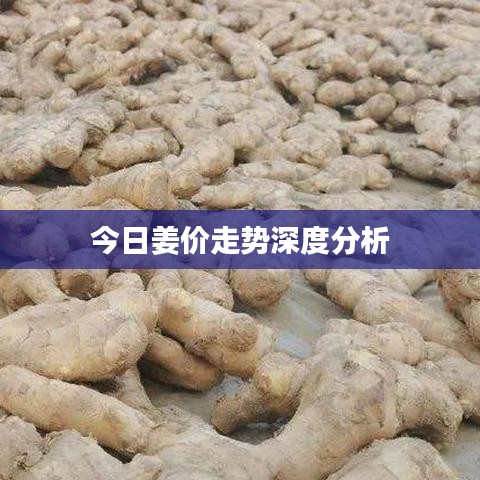 姜价今日走势深度解析