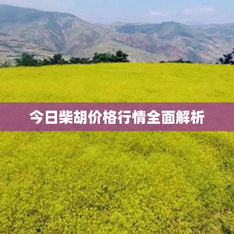今日柴胡价格行情全面解析