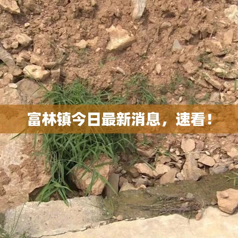 富林镇今日最新消息，速看！