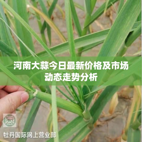 河南大蒜今日最新价格及市场动态走势分析