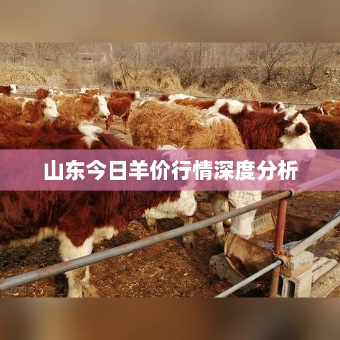 山东今日羊价行情深度分析