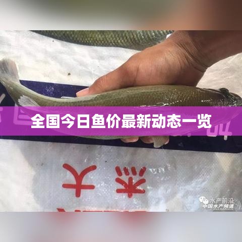 全国今日鱼价最新动态一览