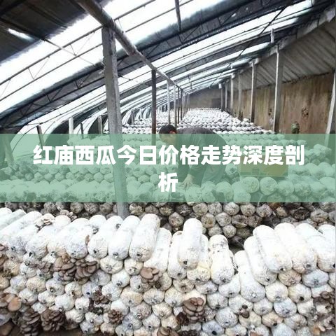 红庙西瓜今日价格走势深度剖析