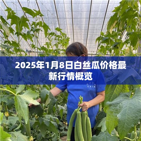 2025年1月8日白丝瓜价格最新行情概览