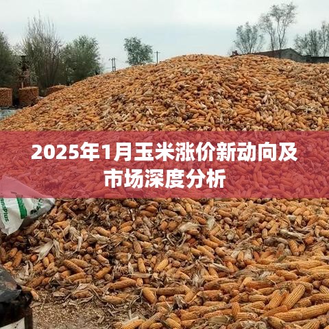2025年1月玉米涨价新动向及市场深度分析