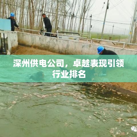 深州供电公司，卓越表现引领行业排名