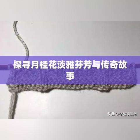 探寻月桂花淡雅芬芳与传奇故事