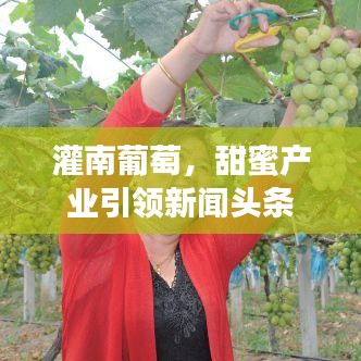 灌南葡萄，甜蜜产业引领新闻头条