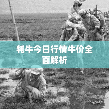 牦牛今日行情牛价全面解析