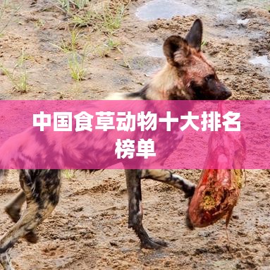 中国食草动物十大排名榜单