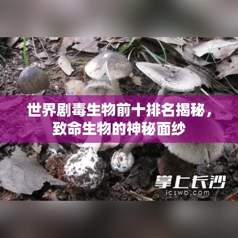 世界剧毒生物前十排名揭秘，致命生物的神秘面纱