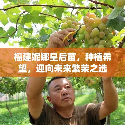 福建妮娜皇后苗，种植希望，迎向未来繁荣之选