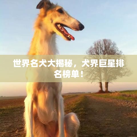世界名犬大揭秘，犬界巨星排名榜单！