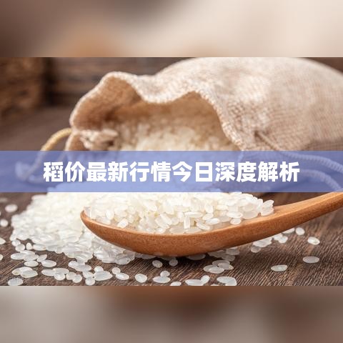 稻价最新行情今日深度解析