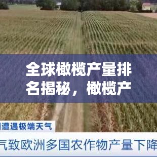 全球橄榄产量排名揭秘，橄榄产业的繁荣与地域格局分布