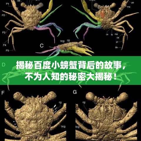 揭秘百度小螃蟹背后的故事，不为人知的秘密大揭秘！