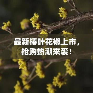 最新椿叶花椒上市，抢购热潮来袭！