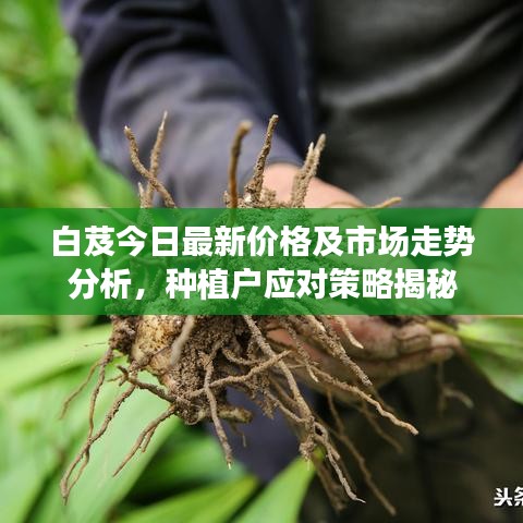 白芨今日最新价格及市场走势分析，种植户应对策略揭秘