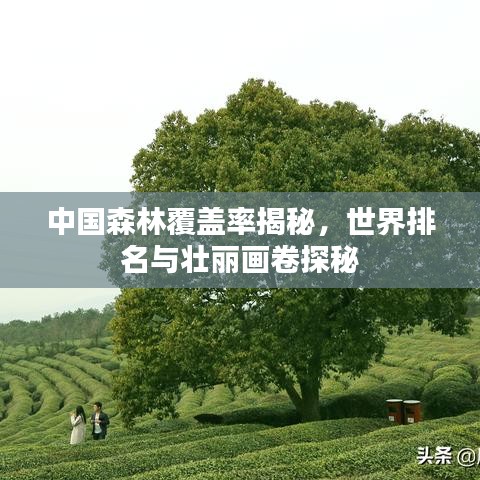 中国森林覆盖率揭秘，世界排名与壮丽画卷探秘
