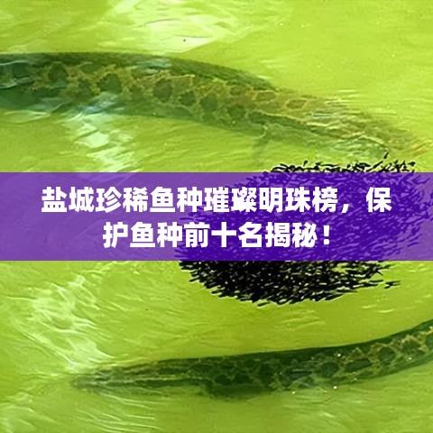 盐城珍稀鱼种璀璨明珠榜，保护鱼种前十名揭秘！