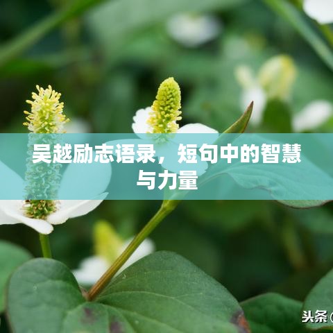 吴越励志语录，短句中的智慧与力量
