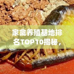 家禽养殖基地排名TOP10揭秘，行业翘楚的成功秘诀探寻！