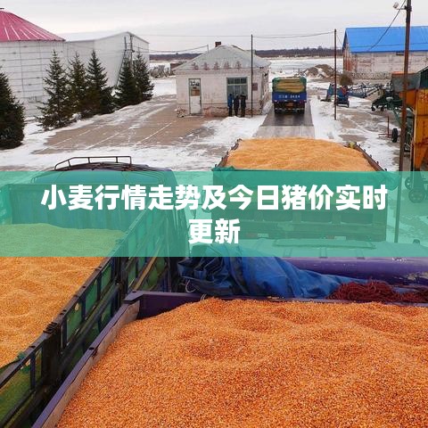 小麦行情走势及今日猪价实时更新