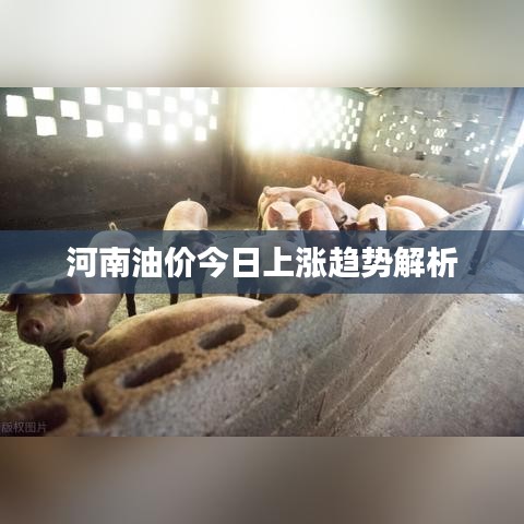 河南油价今日上涨趋势解析