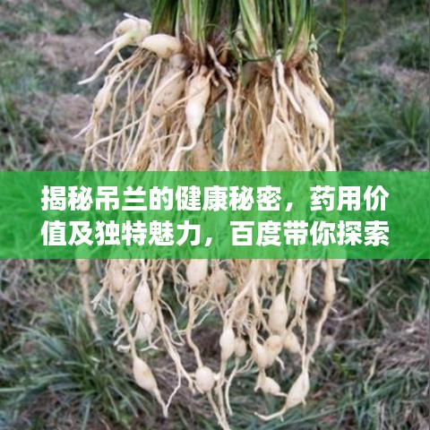 揭秘吊兰的健康秘密，药用价值及独特魅力，百度带你探索吊兰功效！
