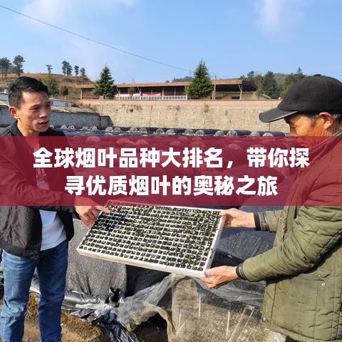 全球烟叶品种大排名，带你探寻优质烟叶的奥秘之旅