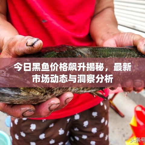 今日黑鱼价格飙升揭秘，最新市场动态与洞察分析