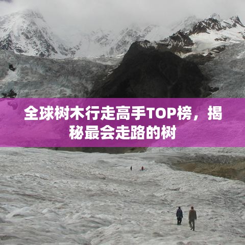 全球树木行走高手TOP榜，揭秘最会走路的树