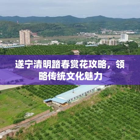 遂宁清明踏春赏花攻略，领略传统文化魅力