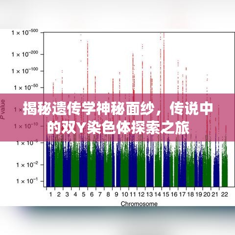 揭秘遗传学神秘面纱，传说中的双Y染色体探索之旅
