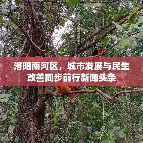 洛阳南河区，城市发展与民生改善同步前行新闻头条