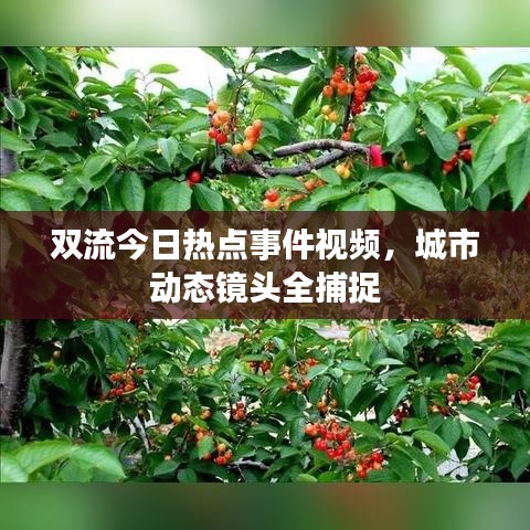 双流今日热点事件视频，城市动态镜头全捕捉