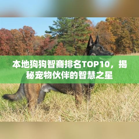 本地狗狗智商排名TOP10，揭秘宠物伙伴的智慧之星