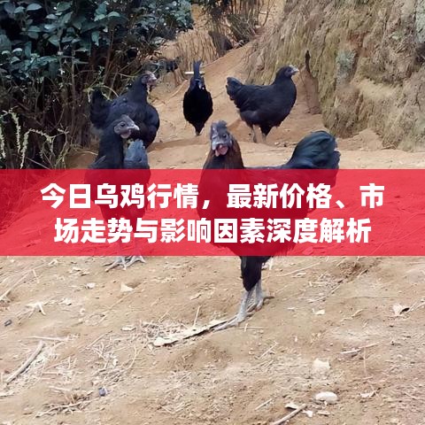 今日乌鸡行情，最新价格、市场走势与影响因素深度解析