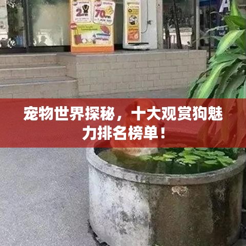 宠物世界探秘，十大观赏狗魅力排名榜单！