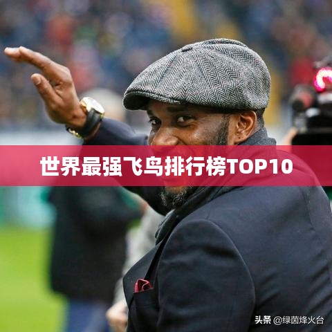 世界最强飞鸟排行榜TOP10