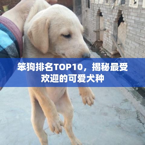 笨狗排名TOP10，揭秘最受欢迎的可爱犬种