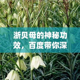 浙贝母的神秘功效，百度带你深入了解浙贝母的作用与功效