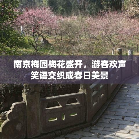 南京梅园梅花盛开，游客欢声笑语交织成春日美景