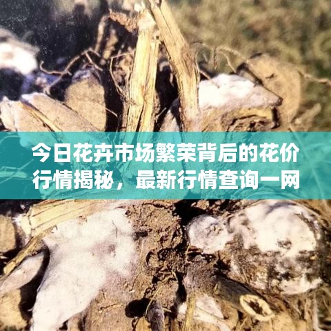 今日花卉市场繁荣背后的花价行情揭秘，最新行情查询一网打尽！