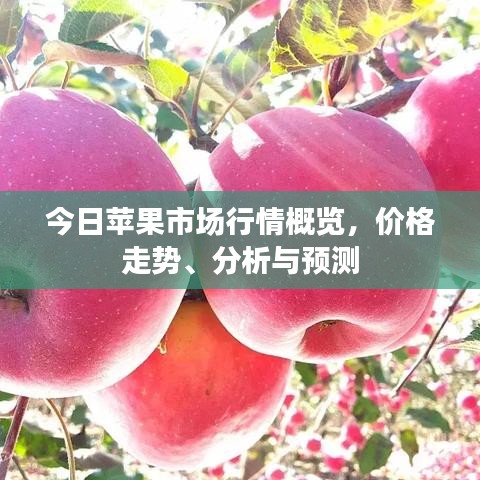 今日苹果市场行情概览，价格走势、分析与预测