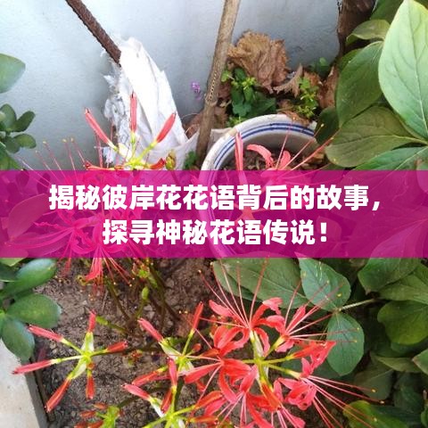揭秘彼岸花花语背后的故事，探寻神秘花语传说！