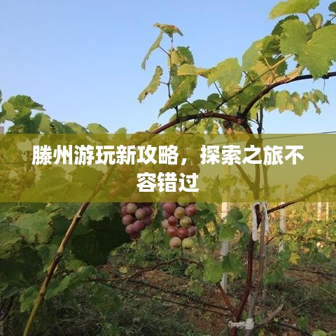 滕州游玩新攻略，探索之旅不容错过